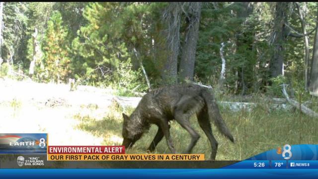 Our first pack of gray wolves in a century - CBS News 8 - San Diego, CA ...