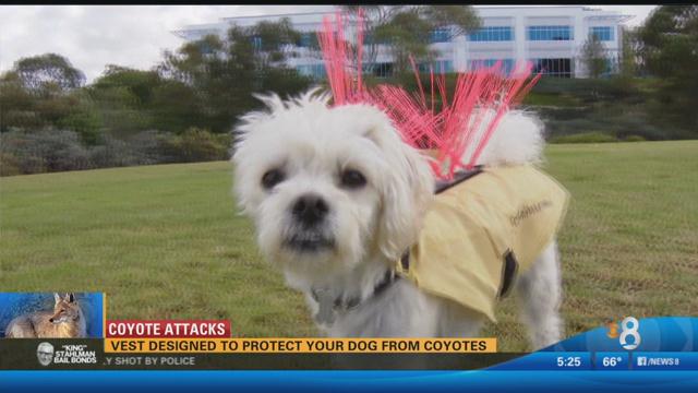 Vest designed to protect your dog from coyotes - CBS News 8 - San Diego ...
